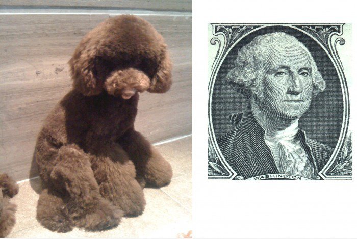 George Washington Hund