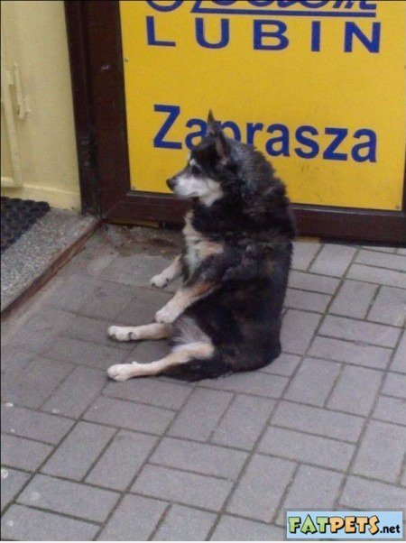 Cool Dog