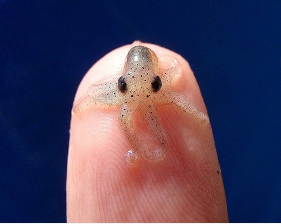 Octotinypus