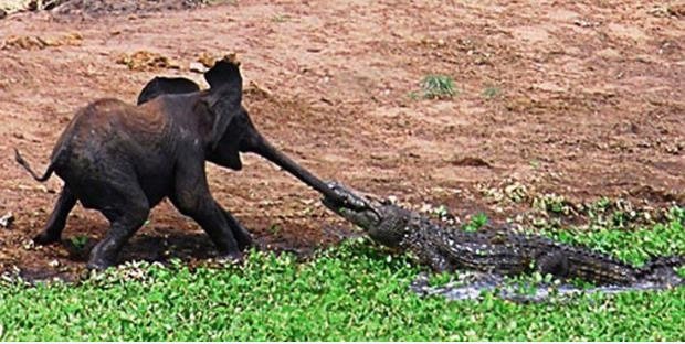 Oh, meine Nase!