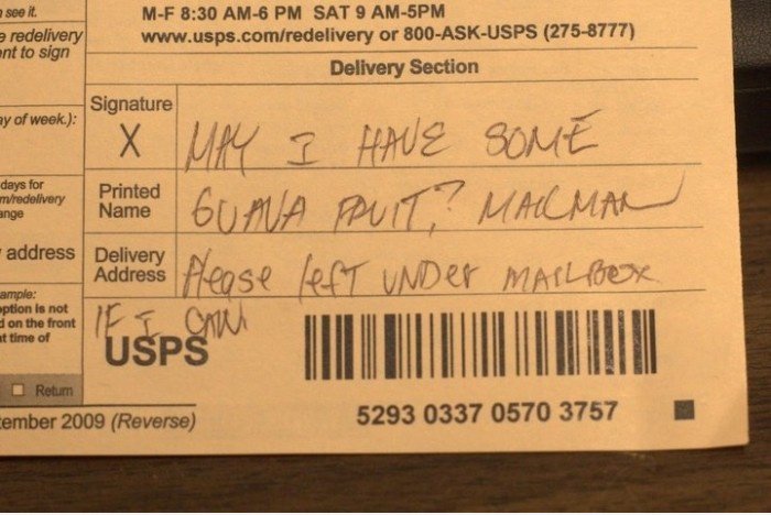 Der Postbote wurde beäugte unsere Guaven ...
