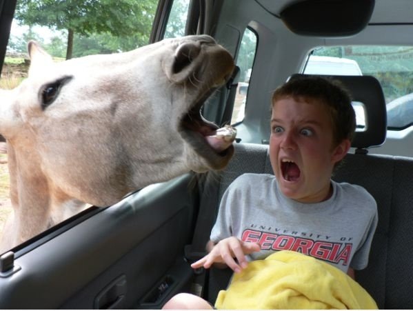 Hallo Pferd!