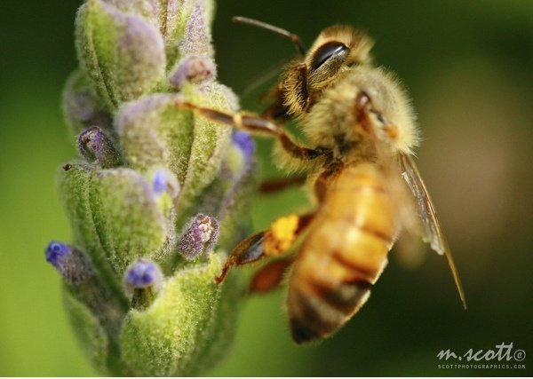 Makro-Fotografie