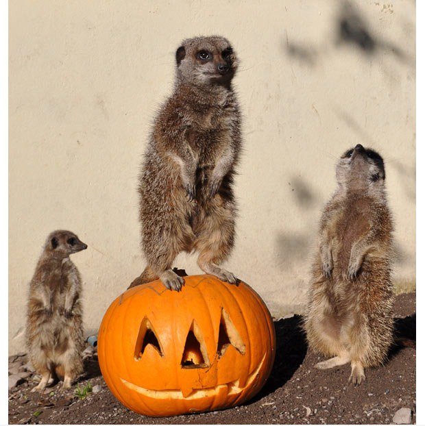 Lasst uns feiern Halloween!