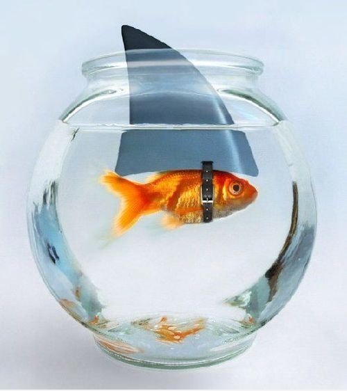 Fake Shark