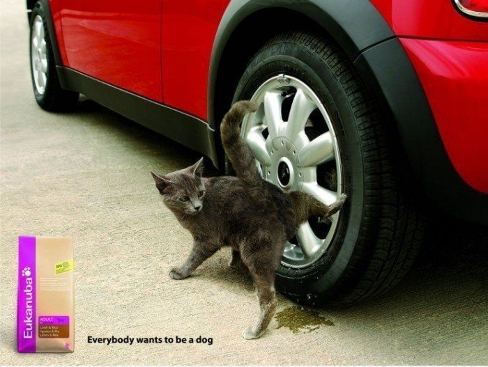Jeder will ein Hund zu sein: Cat