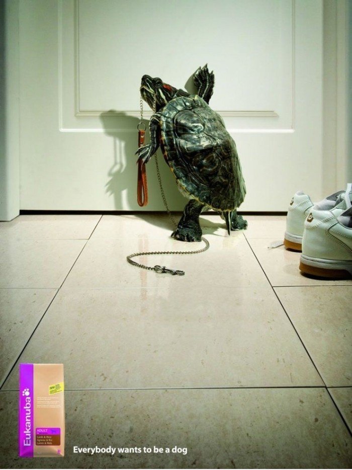 Jeder will ein Hund zu sein: Tortoise