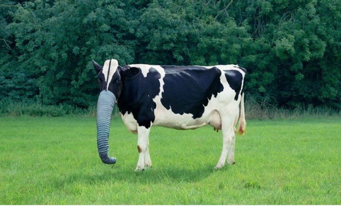 Elephant?