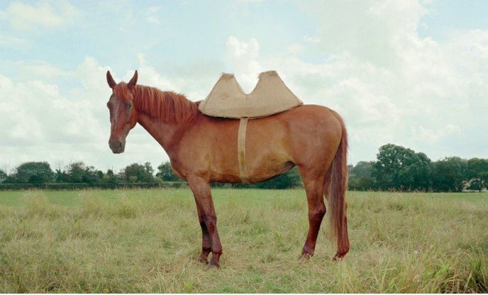 Camel?