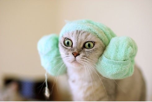 Katze