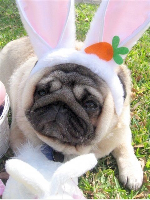Bunny oder Puggy?