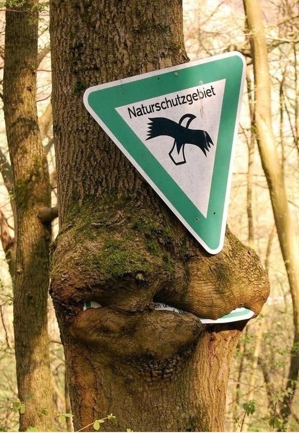 Baum