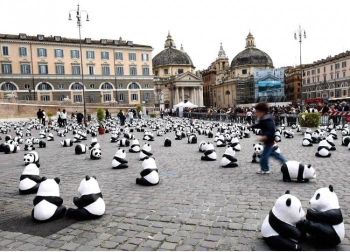 Panda Panda Panda