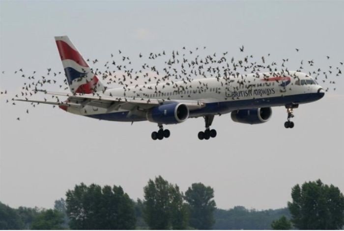 Das ist, warum ein Flugzeug fliegen kann