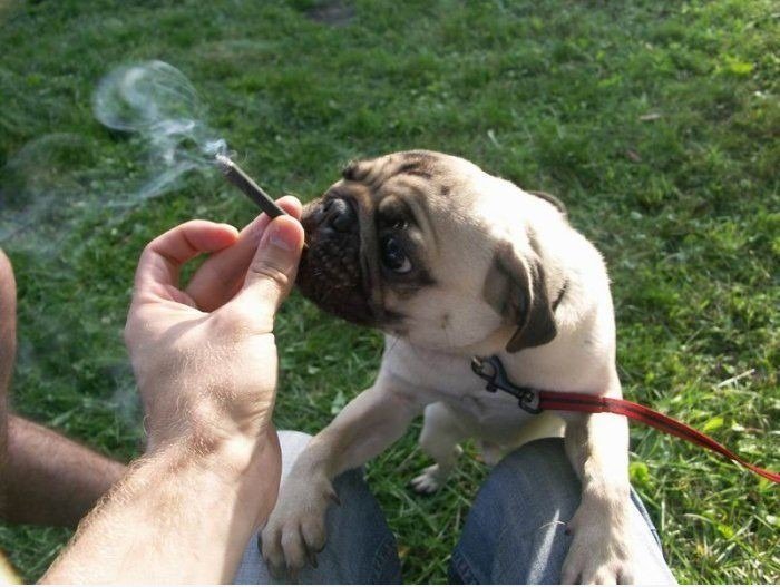Rauchen pug