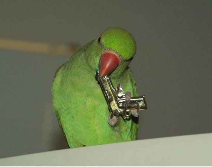 Gangster Papagei