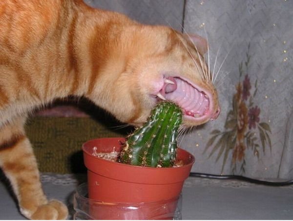 Diese Katze muss wirklich hungrig