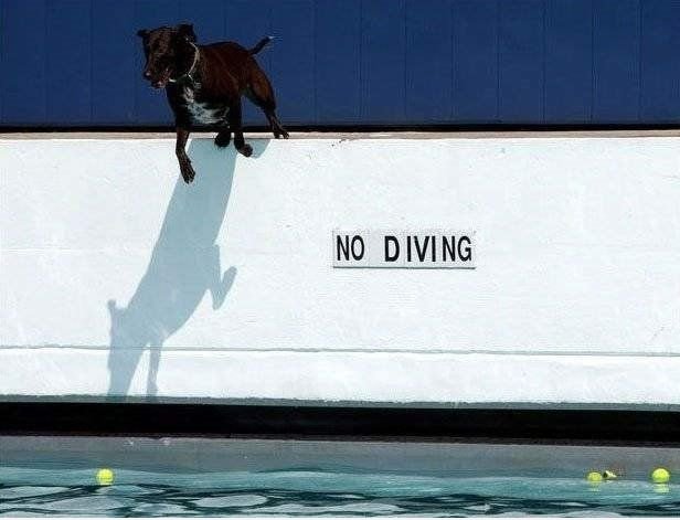 No Diving