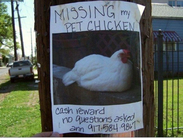 Fehlende My Pet Huhn