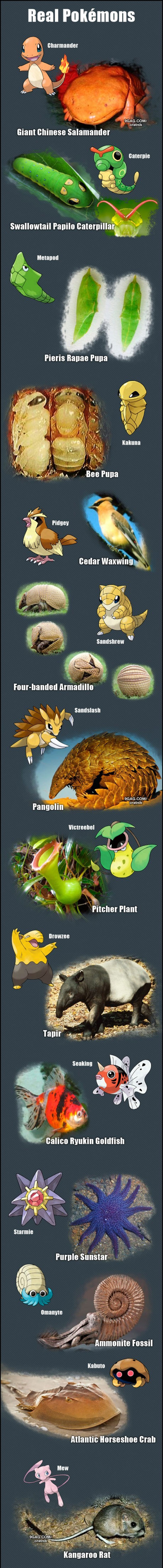 yugiyo real