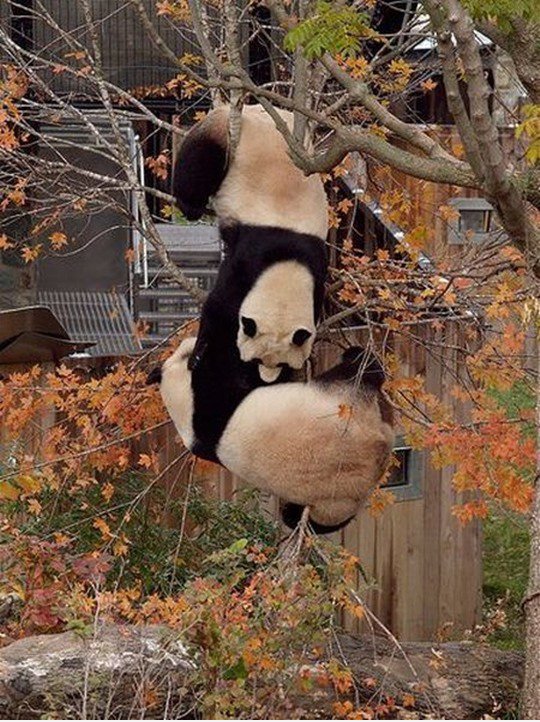 Kein Wunder, panda fast extincts