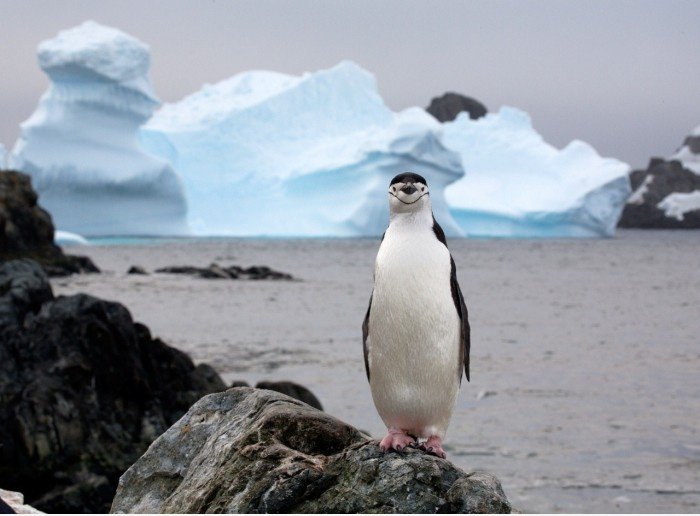 Happy Penguin ist Happy