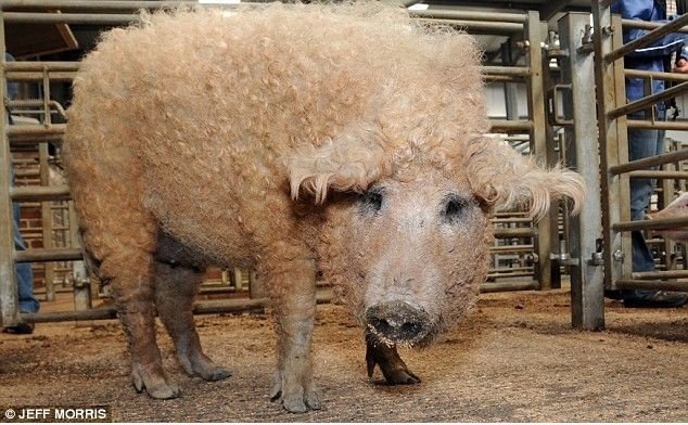 Schweine Schafe / Schaf Schwein