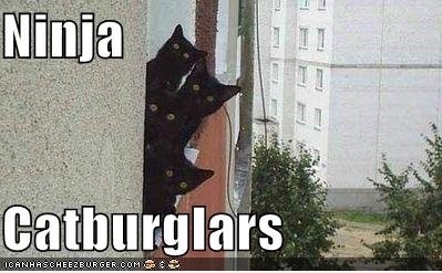 忍者 猫