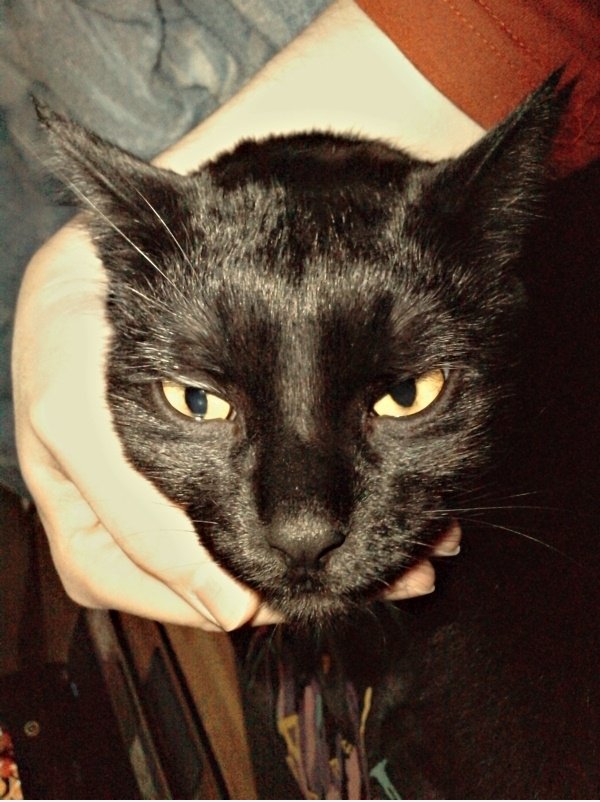 Cat-Kopf