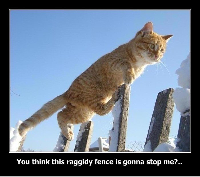 Ninja Skillz