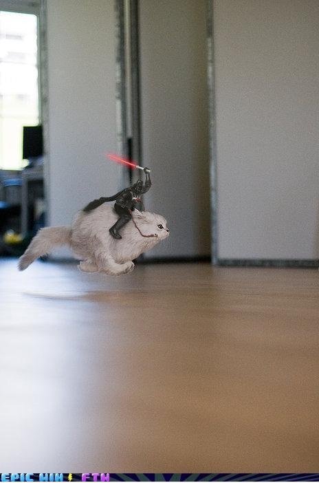 Darth auf eine Katze