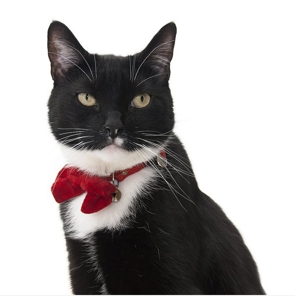 Meine Katze trägt eine Fliege an Weihnachten