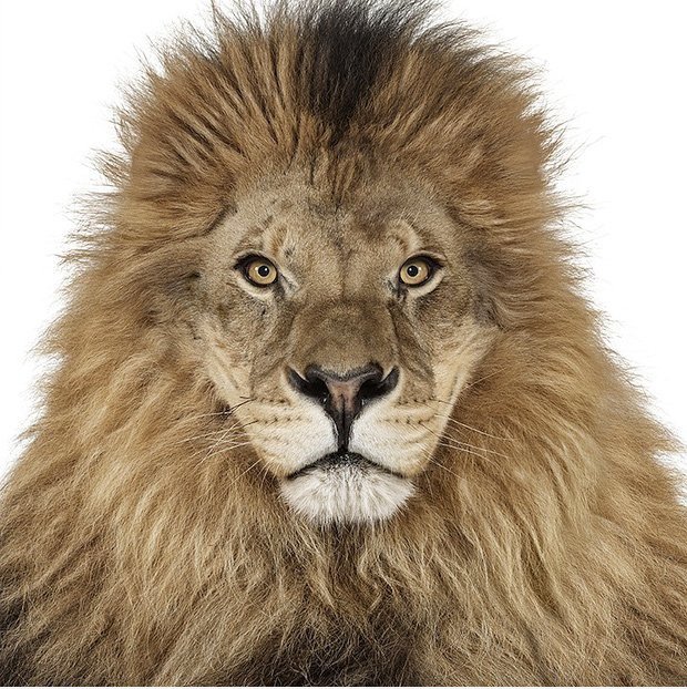 Kreative Animal Portraits von Andrew Zuckerman