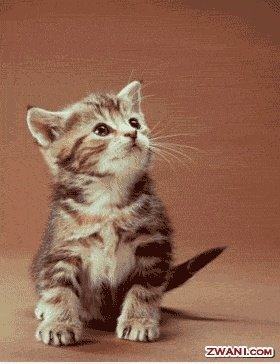 Kitty rawr!