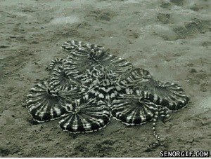 Der Mimic Octopus!