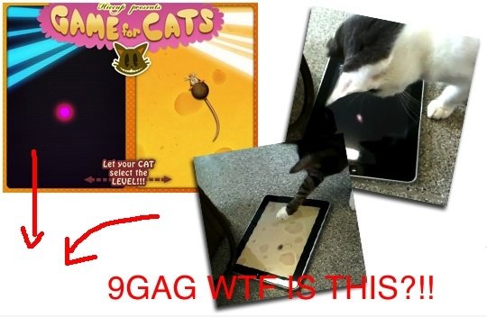 IPad Spiel für Cat ... 9GAG wtf is this?