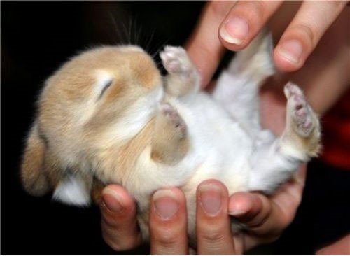 Cute Bunny