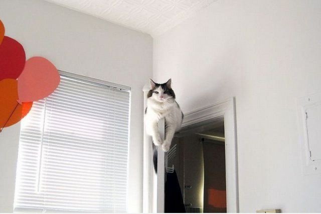 Cat Gravity
