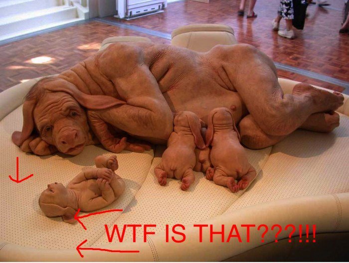 WTF IST DAS?!