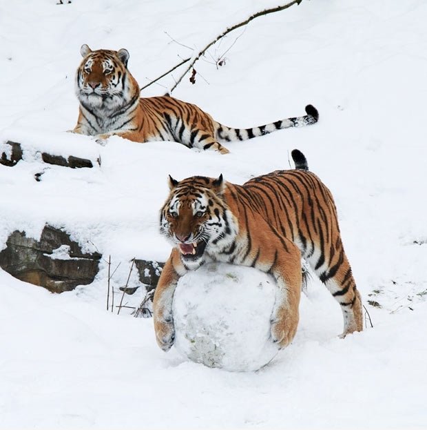 Das ist mein Ball!