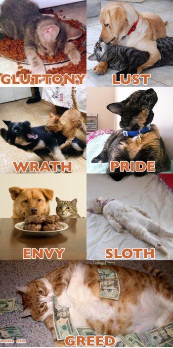 7 Sins: Katze und Hund Stil