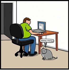 Katze