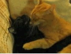 HUG