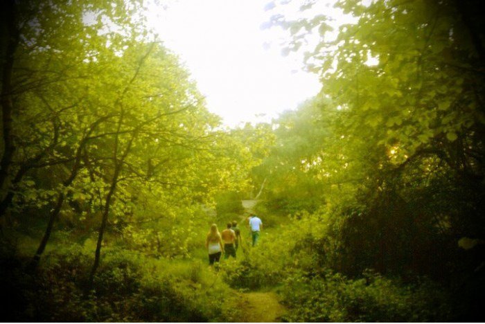 Forest.