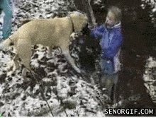 Die englische Version Lassie.