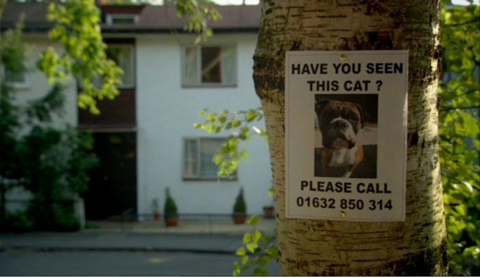 Fehlende Katze?