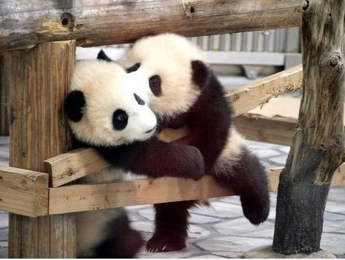 Panda Kuss
