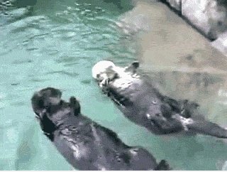 Schöne Otter