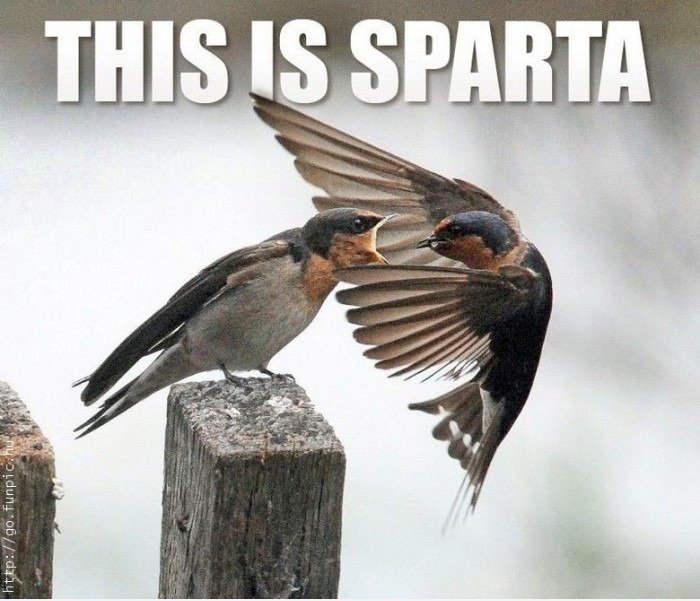 300 - bird edition
