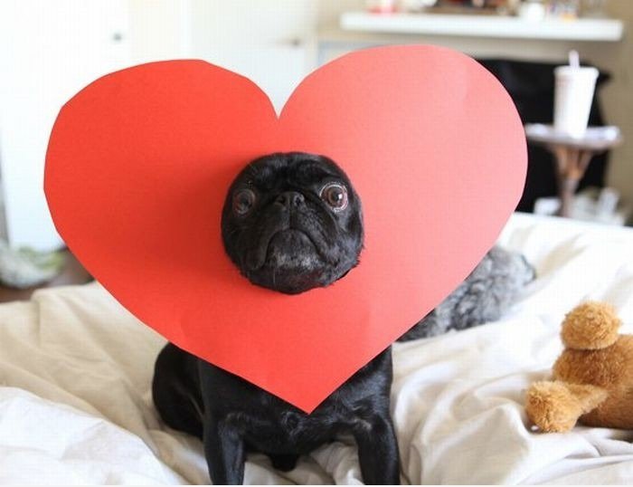 Kann i haz sum luv?